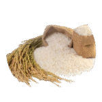 Basmati_rice_pakistan